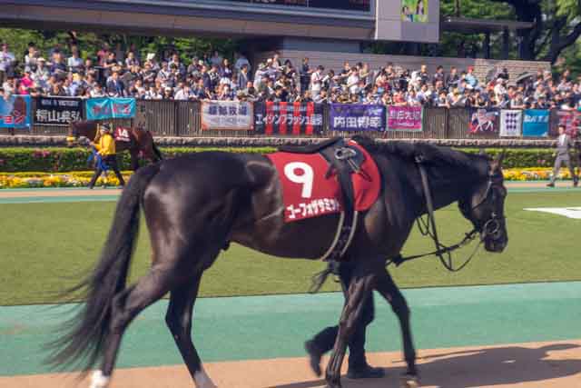 競馬 パドック ゴーフォザサミット