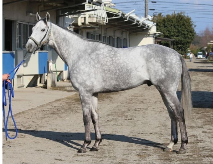 競走馬の毛色は8種類 その種類と特徴 遺伝などの豆知識を解説