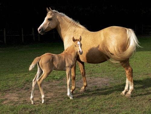 競走馬の毛色は8種類 その種類と特徴 遺伝などの豆知識を解説