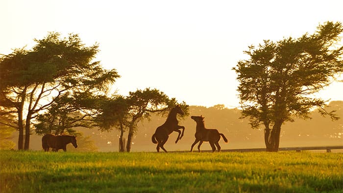 草原の馬
