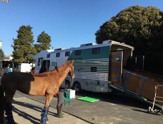 輸送される馬