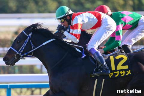 ヤブサメの画像