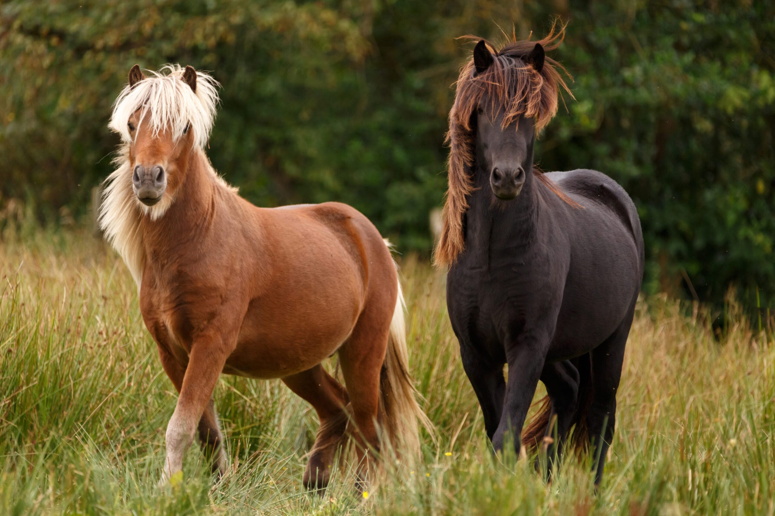 荒れるレースとは